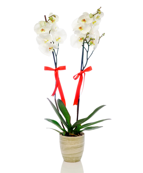 Çift Dal Harika Tasarým Beyaz Orkide